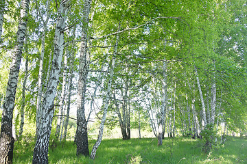 Image showing birch forest