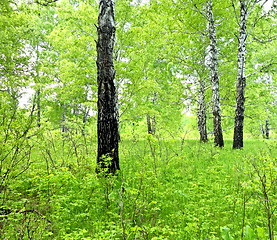 Image showing birch forest