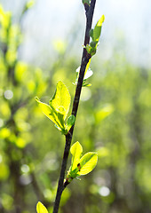 Image showing cherry leaves