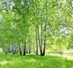 Image showing birch forest