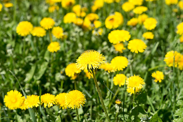 Image showing dandelions