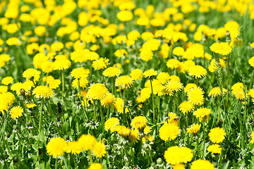 Image showing dandelions