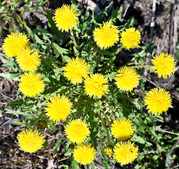 Image showing dandelions