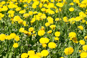 Image showing dandelions