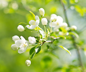 Image showing apple blossom