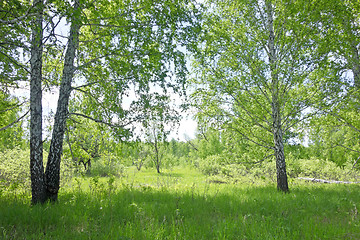 Image showing birch forest