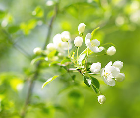 Image showing apple blossom