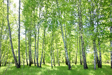 Image showing birch forest