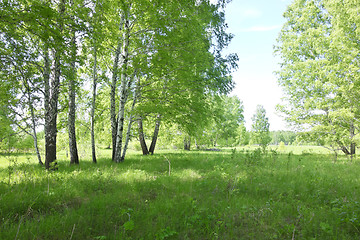 Image showing birch forest