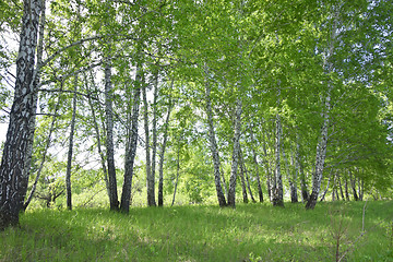 Image showing birch forest