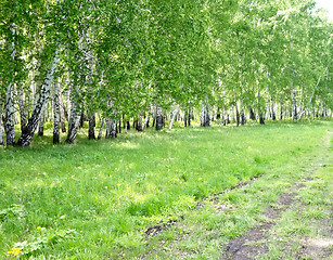 Image showing birch forest