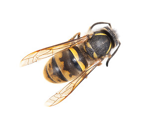 Image showing Dead wasp isolated