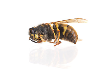 Image showing Dead wasp isolated