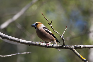 Image showing hawfinch