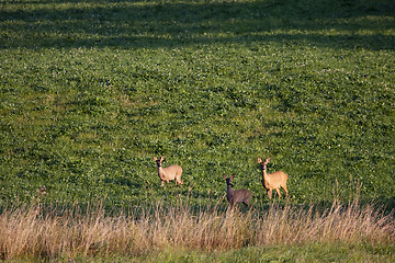 Image showing deer family