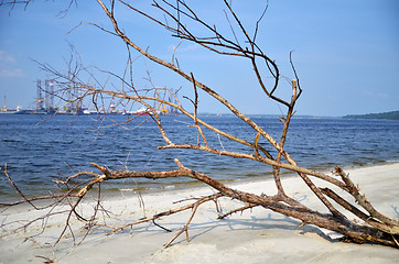 Image showing A fallen and decaying tree laying on the beach 