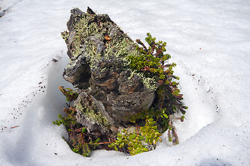 Image showing snag island melting spring in tundra