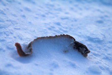 Image showing Caught and snow-covered fish mother-of-eels