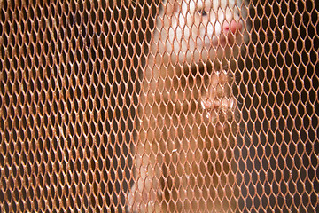Image showing Platinum mink in  cell.   fur-bearing animals
