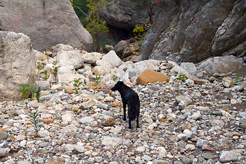 Image showing assistant dog among the mountain landscape