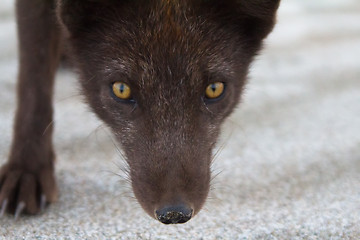 Image showing Portrait of a predatory animal