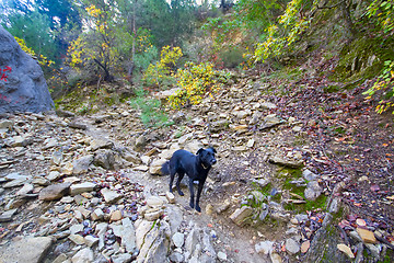 Image showing assistant dog among the mountain landscape