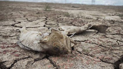 Image showing dead fish drought lake  heat