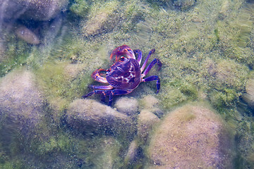 Image showing freshwater crab hid on  bottom of  reservoir