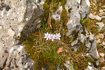 Image showing crocus  bloom in the mountains of Central Brand in autumn