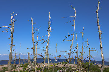 Image showing Dead forest on island in sea