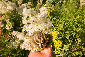 Image showing duckling among the wildflowers