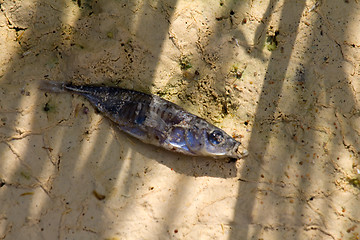 Image showing fish die on dry sand