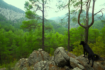 Image showing assistant dog among the mountain landscape