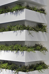 Image showing Vertical Garden