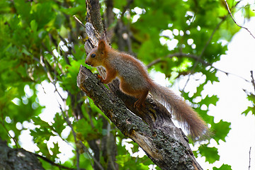 Image showing Squirrel