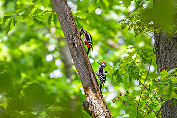 Image showing Woodpeckers