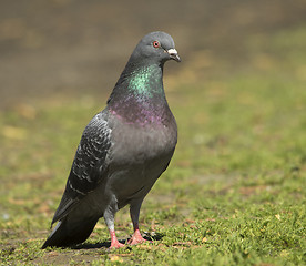 Image showing Dove