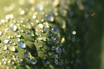 Image showing green leaf and water drops