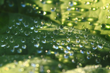 Image showing green leaf and water drops