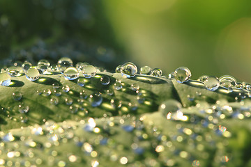 Image showing green leaf and water drops