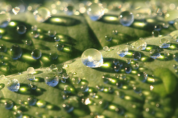 Image showing green leaf and water drops