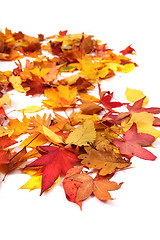 Image showing autumn leaves background