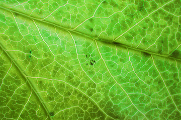 Image showing green leaf texture