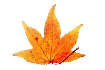 Image showing autumn orange leaf isolated