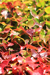 Image showing autumn leaves background