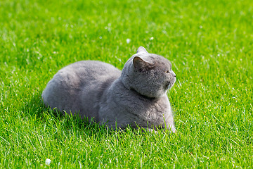 Image showing Grey british cat in the grass