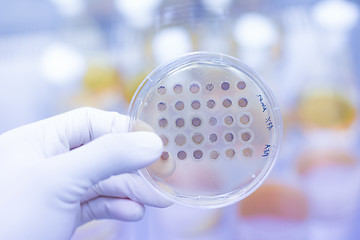 Image showing Fungi grown on agar plate.