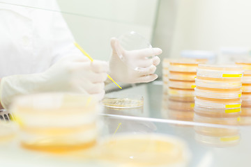 Image showing Life science researcher grafting bacteria.