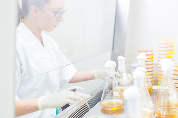 Image showing Life science researcher grafting bacteria.