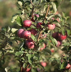 Image showing Red ripe apples